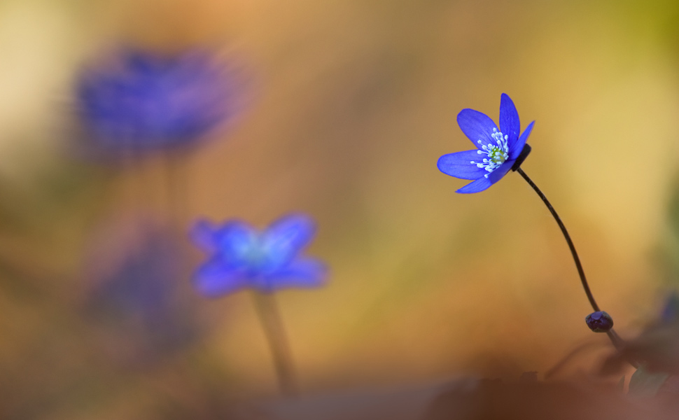 Anemone - Foto Michela Cherubini