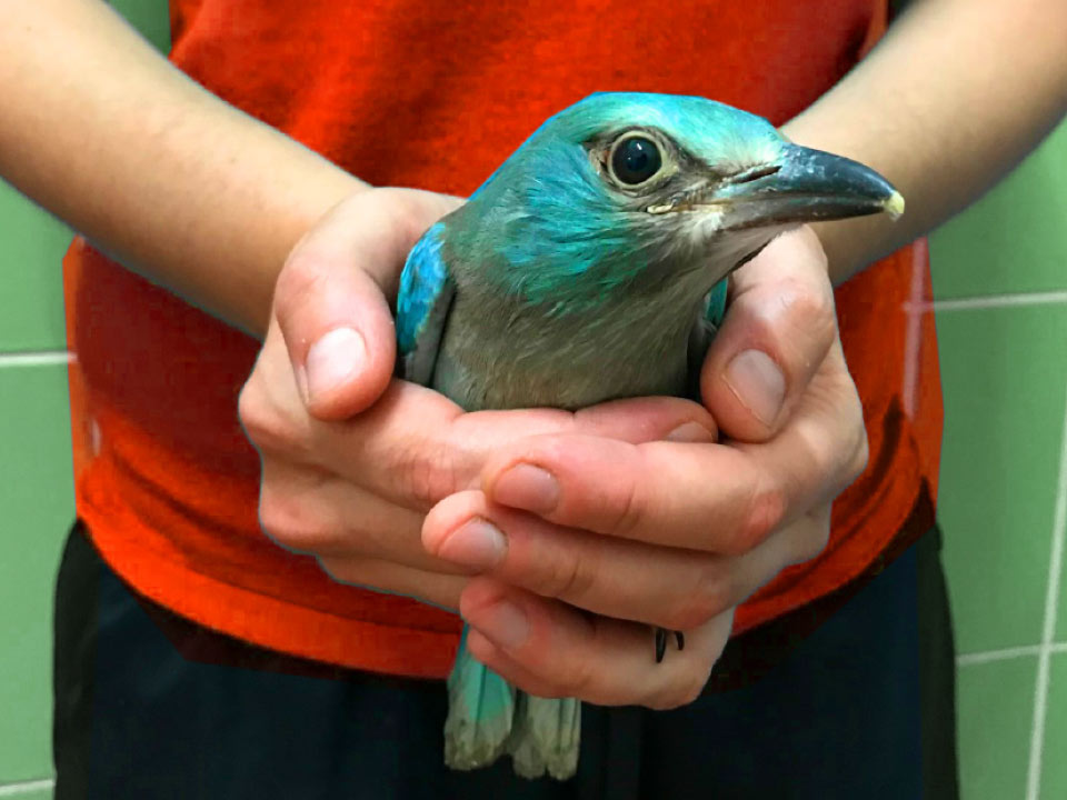 Una ghiandaia marina curata al Centro Recupero uccelli marini e acquatici di Livorno