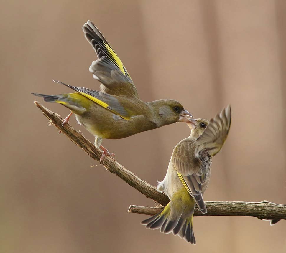 Due verdoni (Carduelis chloris)