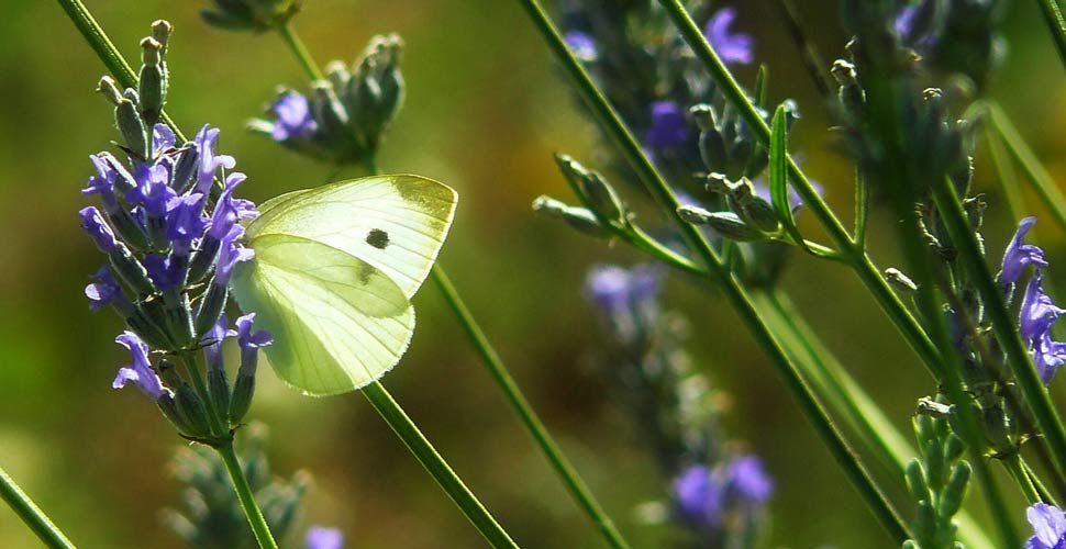 Cavolaia su una pianta di Lavanda