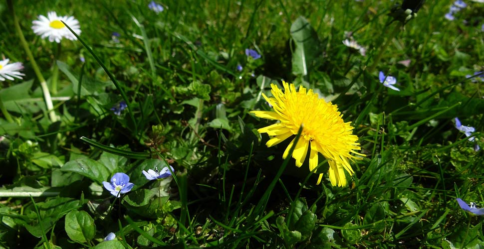 il Tarassaco è una dei fiori spontanei più comuni