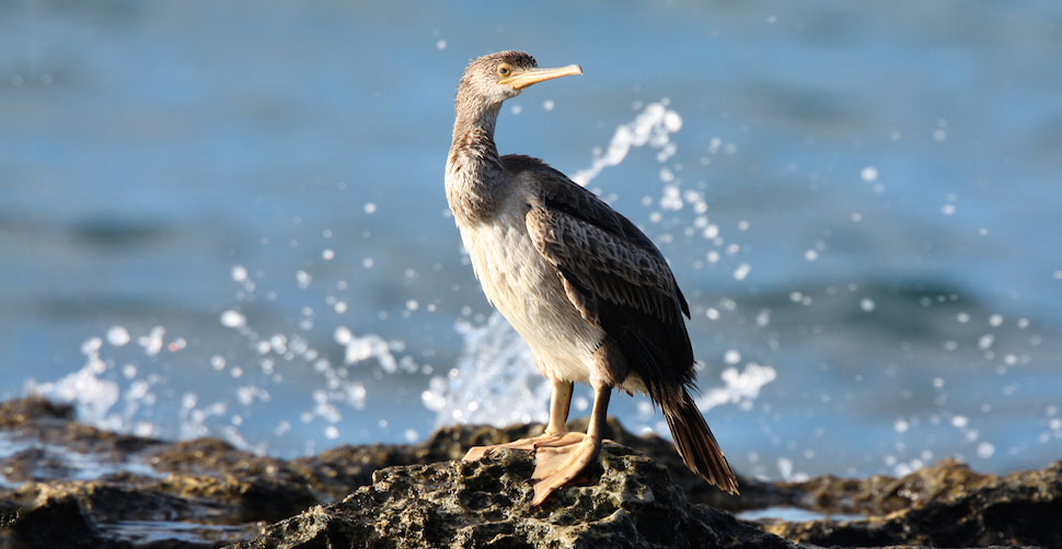 Marangone dal ciuffo giovane sulla costa sarda (Foto M.Mendi)