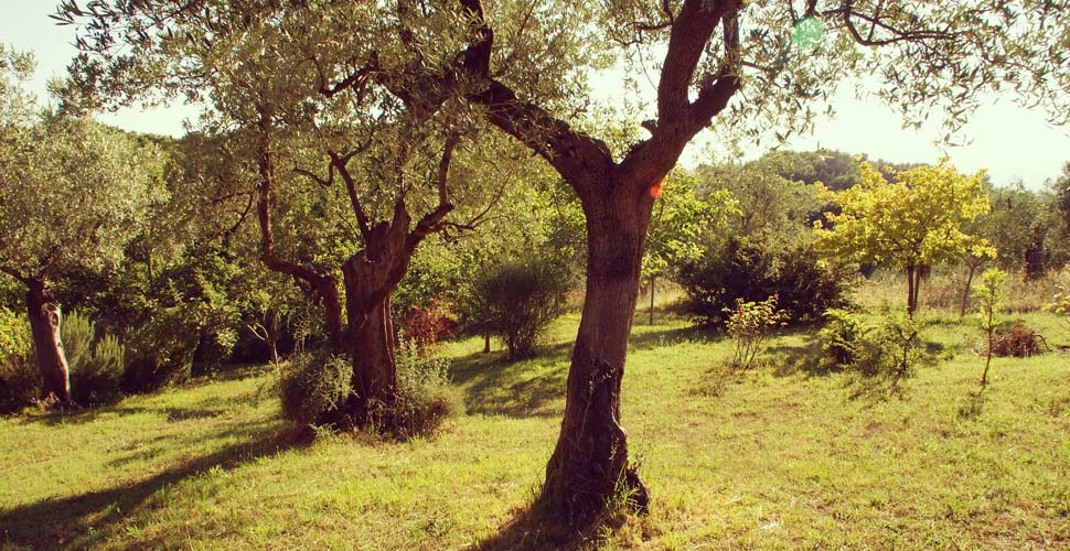 un testamento per la natura