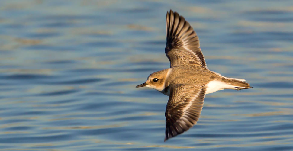 Fratino in volo - foto Carlo Alberto Conti