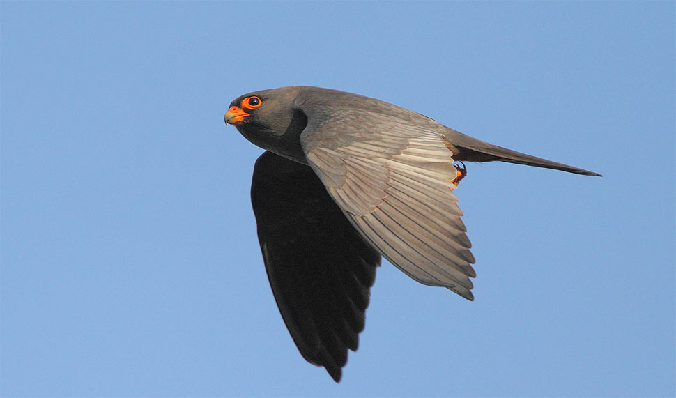 falco cuculo viaggiatore