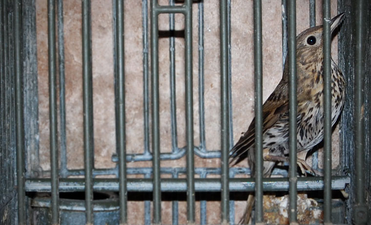  Tordo (foto F. Cagliata)