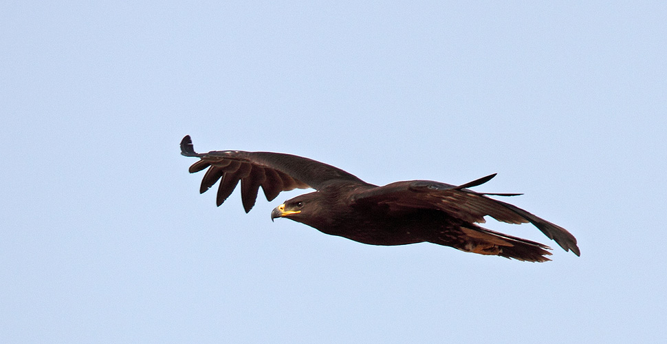 Aquila anatraia maggiore (foto M.Mendi)