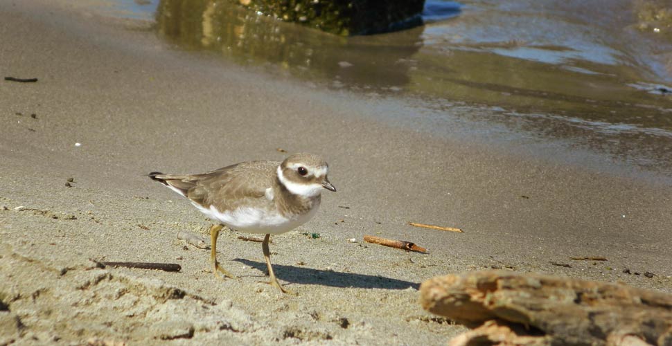 Fratino sulla spiaggia