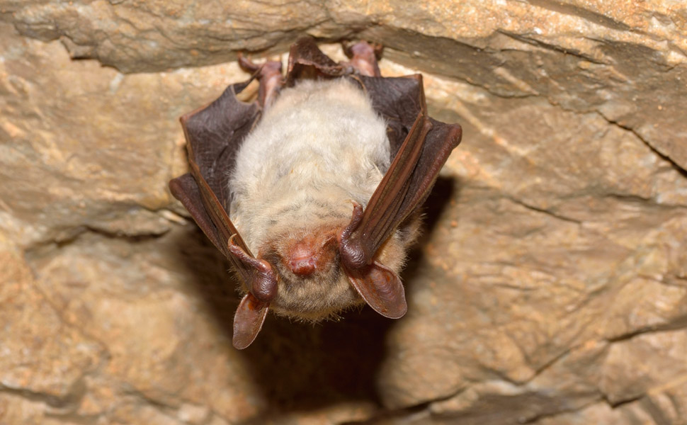 vespertillo maggiore (Myotis myotis)